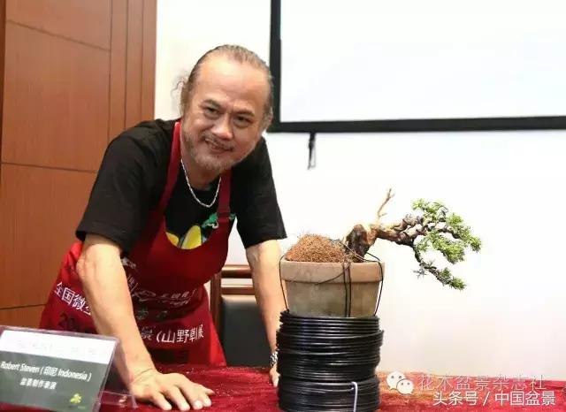 哪些野草适合微型盆景,小品盆景和微型盆景有区别吗