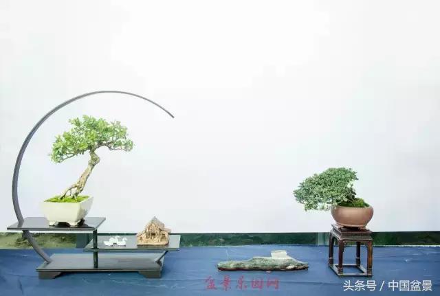 哪些野草适合微型盆景,小品盆景和微型盆景有区别吗