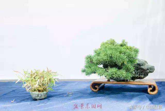哪些野草适合微型盆景,小品盆景和微型盆景有区别吗