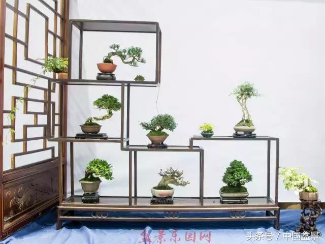 哪些野草适合微型盆景,小品盆景和微型盆景有区别吗