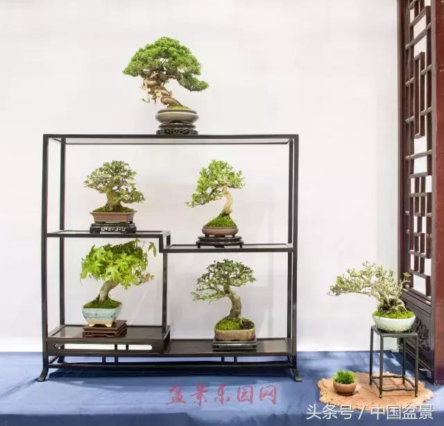 哪些野草适合微型盆景,小品盆景和微型盆景有区别吗