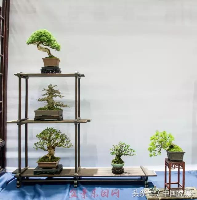 哪些野草适合微型盆景,小品盆景和微型盆景有区别吗