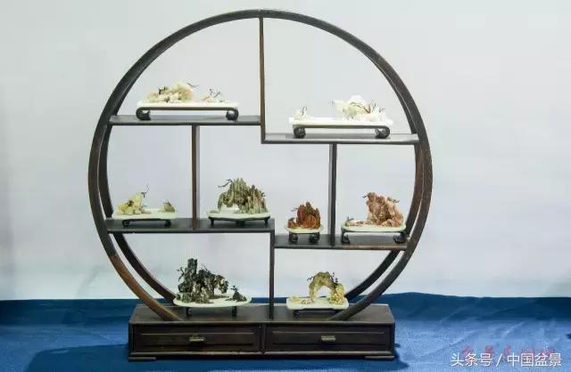 哪些野草适合微型盆景,小品盆景和微型盆景有区别吗