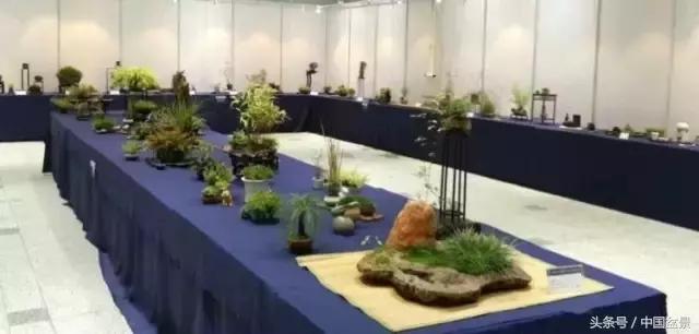 哪些野草适合微型盆景,小品盆景和微型盆景有区别吗