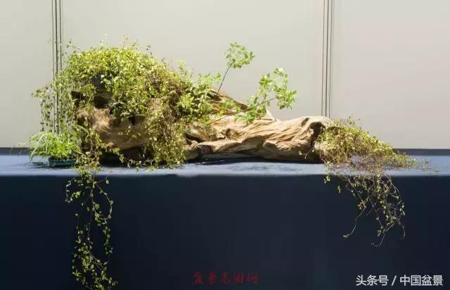 哪些野草适合微型盆景,小品盆景和微型盆景有区别吗