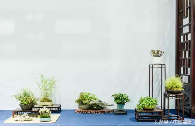 哪些野草适合微型盆景,小品盆景和微型盆景有区别吗