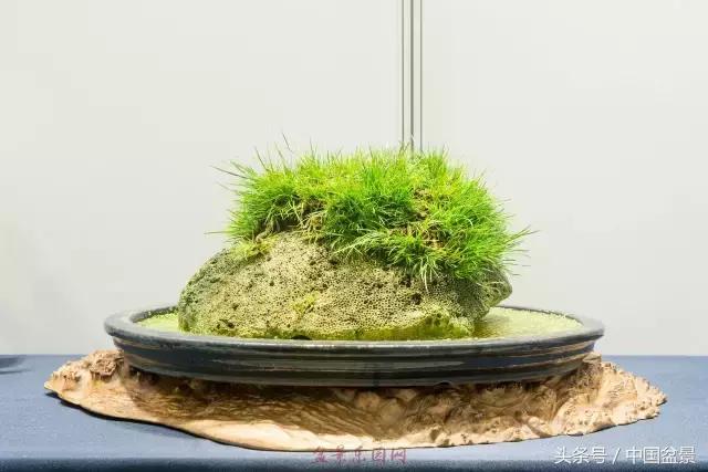 哪些野草适合微型盆景,小品盆景和微型盆景有区别吗