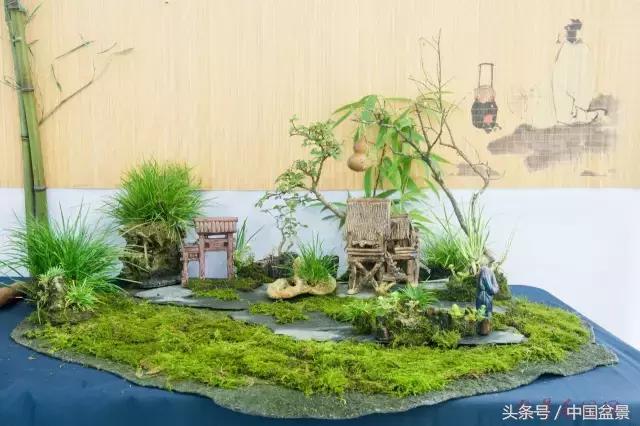 哪些野草适合微型盆景,小品盆景和微型盆景有区别吗