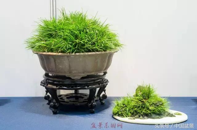 哪些野草适合微型盆景,小品盆景和微型盆景有区别吗