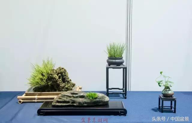 哪些野草适合微型盆景,小品盆景和微型盆景有区别吗