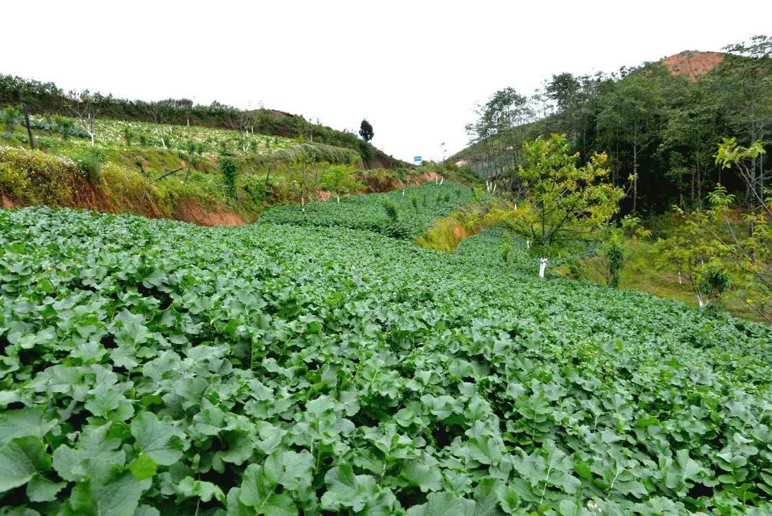 养鸡养羊还养生,德宏的这个地方,去了就不想走了!