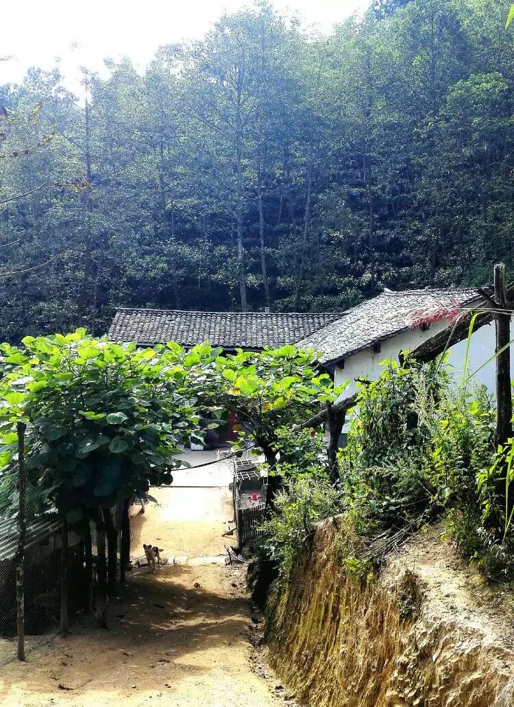 养鸡养羊还养生,德宏的这个地方,去了就不想走了!