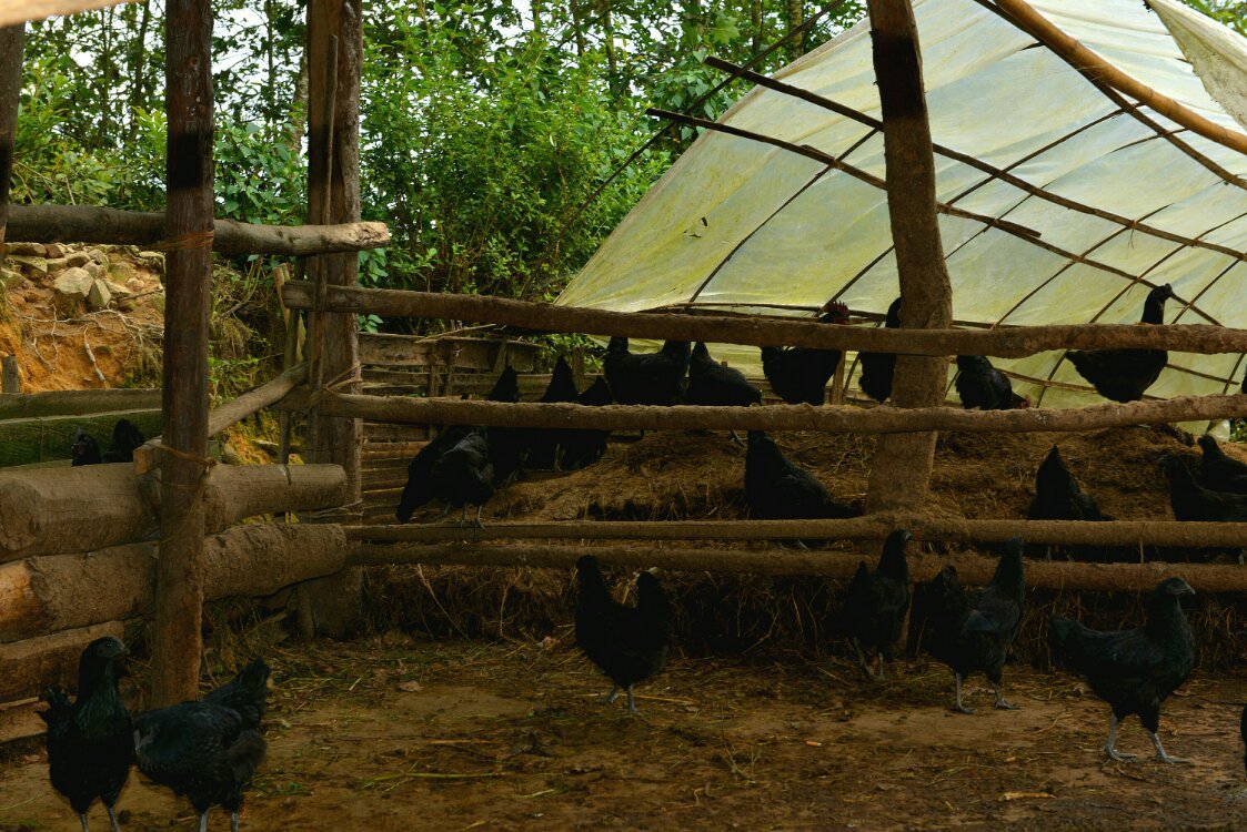 养鸡养羊还养生,德宏的这个地方,去了就不想走了!