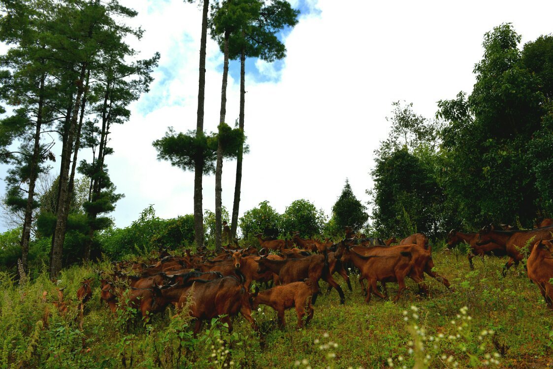 养鸡养羊还养生,德宏的这个地方,去了就不想走了!