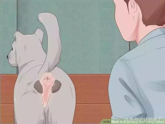 狗狗在家就可以做的体检方法!