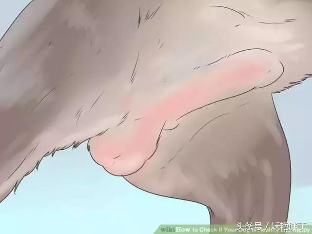 狗狗在家就可以做的体检方法!