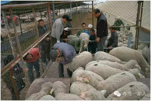 从外拉羊出现应激怎么办？处理方案及操作规程！