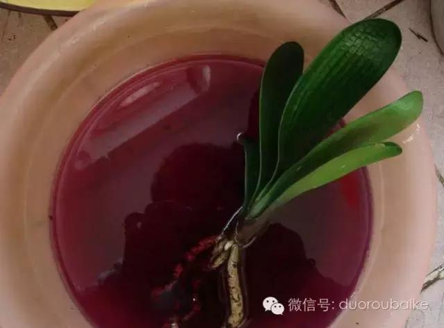 多肉植物可以用高锰酸钾杀菌吗,多肉怎么用高锰酸钾消毒