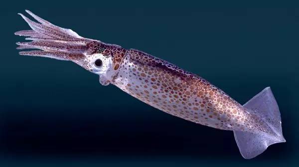 鱿鱼墨鱼章鱼乌贼怎么处理,章鱼鱿鱼和墨鱼傻傻分不清