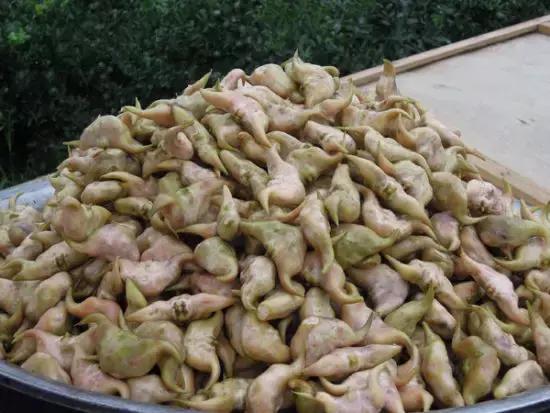 365天都吃不重样的武汉美食,武汉九月金秋美食