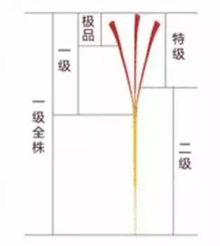 花草之精灵——此西红花,非彼红花