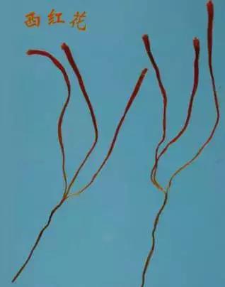 花草之精灵——此西红花,非彼红花