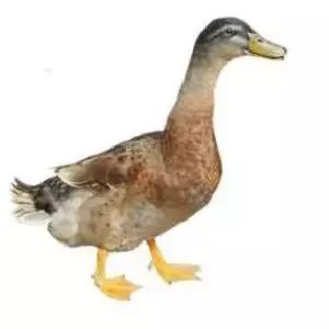 今日高邮特产美食,垂涎欲滴美食攻略