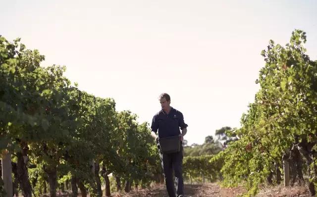 澳洲产葡萄酒平衡度如何,澳大利亚葡萄酒出色年份