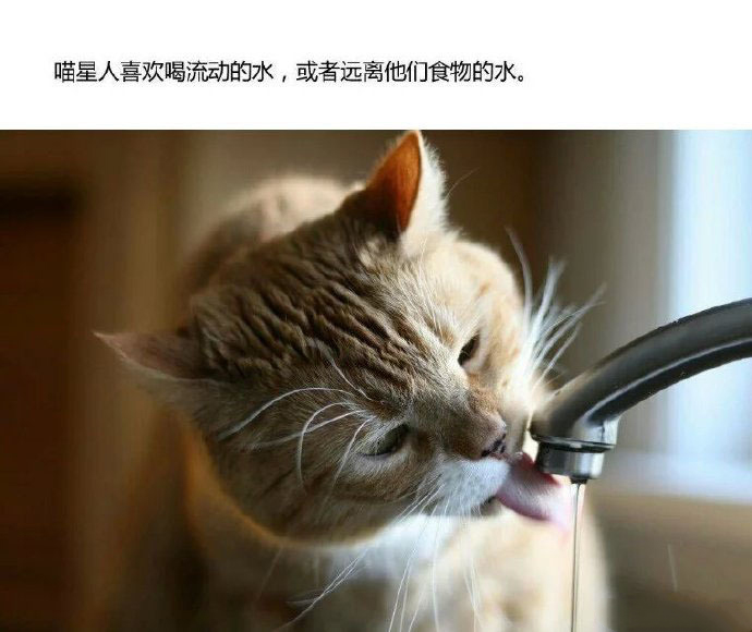 新手养猫指南养猫知识分享,第一次养猫新手必看的养猫攻略