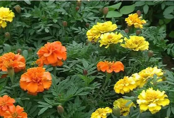 成都国庆悠闲一点到绵竹九龙吧！邻家女孩的感觉！