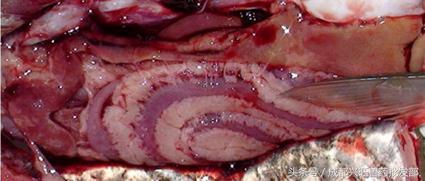 养鱼常见病常用药,养鱼出血病的防治