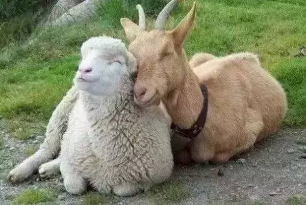 高级合照双人手势,男女拥抱接吻写真高级感照片