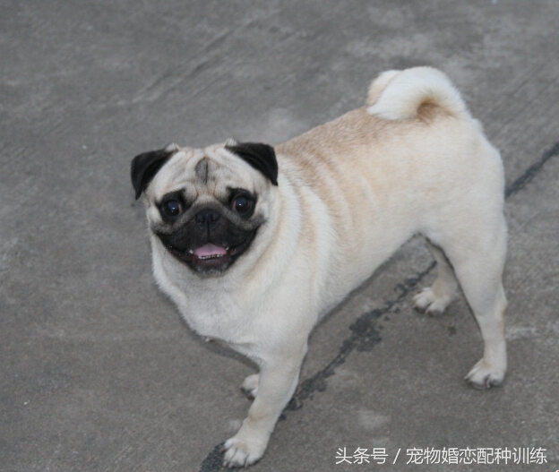 感情丰富、个性开朗，走起路来像拳击手，中国斧头犬