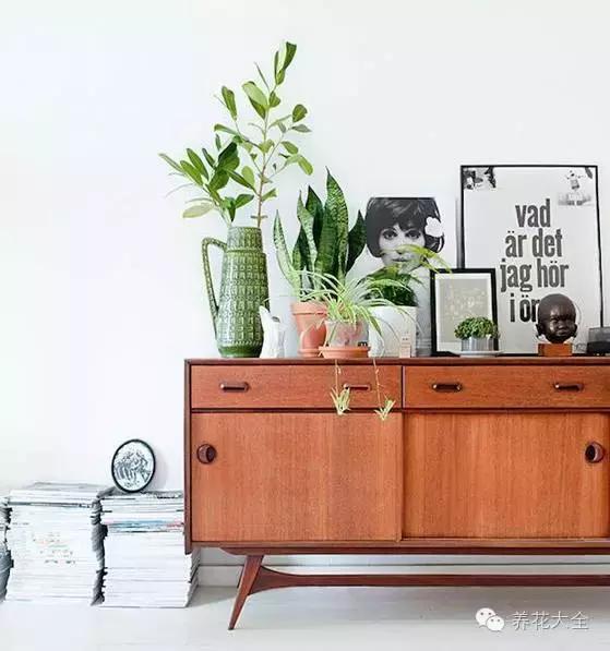 旺家十大爬藤植物排名,财运最旺的绿植是什么