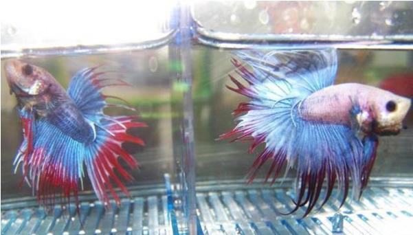 冬天怎么养殖100条泰国斗鱼,泰国斗鱼居家养殖指南
