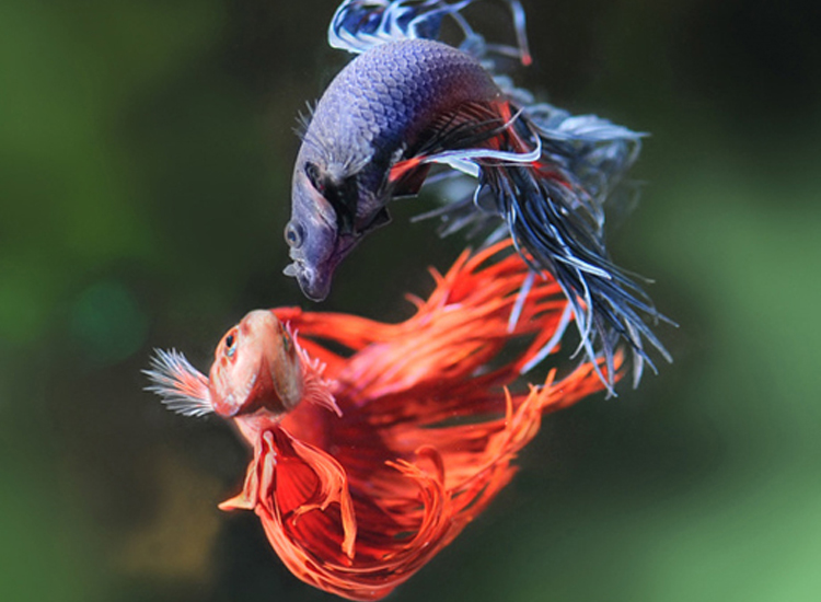 冬天怎么养殖100条泰国斗鱼,泰国斗鱼居家养殖指南