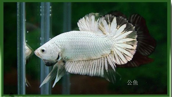 冬天怎么养殖100条泰国斗鱼,泰国斗鱼居家养殖指南