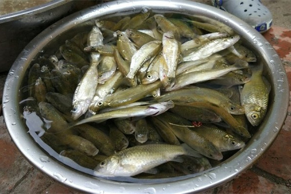 鱼塘钓鲫鱼最佳方法,鱼塘钓鲫鱼用什么饵料