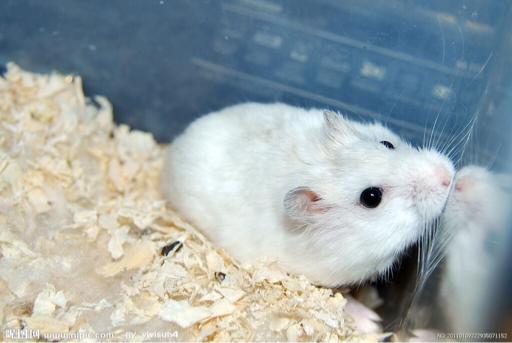 仓鼠有味道怎么清理,仓鼠木屑味道很刺鼻