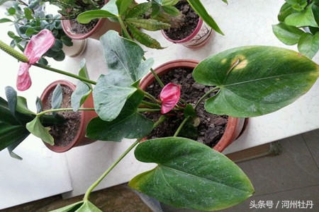 粉色红掌叶子发黄焦边干枯,红掌花杆发黄怎么回事