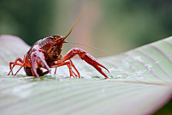 吃货科普小龙虾,360度无死角吃货