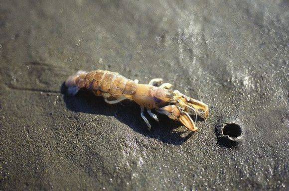 吃货科普小龙虾,360度无死角吃货