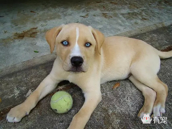 被哈士奇带大的博美,被哈士奇带偏的泰迪