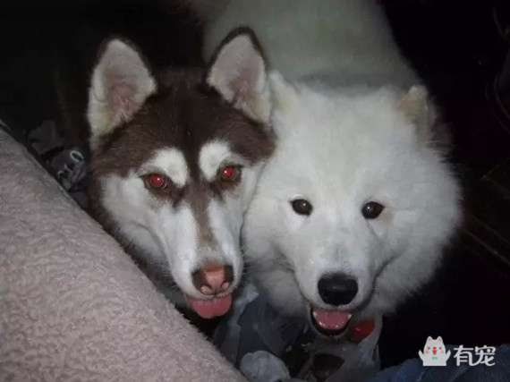 被哈士奇带大的博美,被哈士奇带偏的泰迪