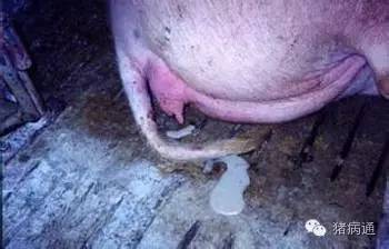 氯前列烯醇正确使用方法,氯前列烯醇注射液正确使用方法