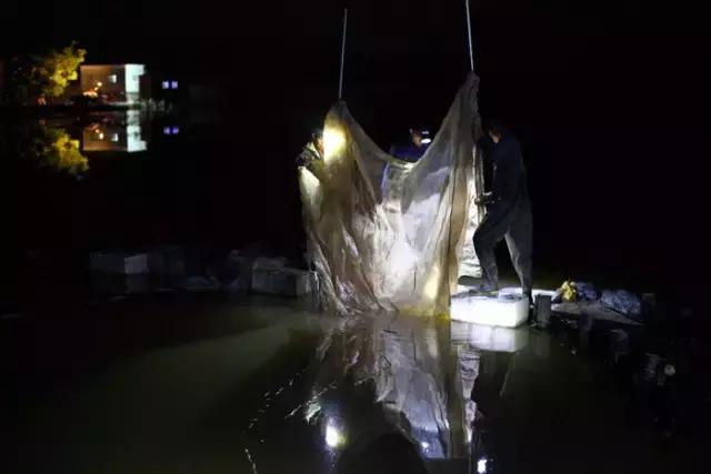 顺德禾虫吃起来是什么感觉,佛山哪里有禾虫吃