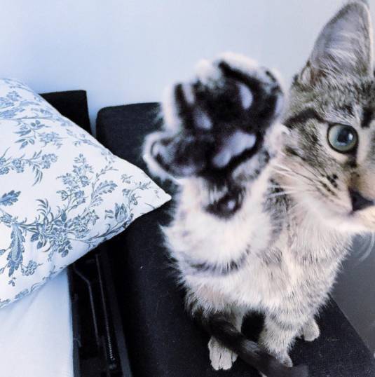 听说养猫的人很有福气吗,听说养猫的男生更容易脱单