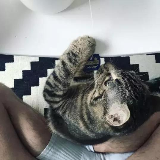 听说养猫的人很有福气吗,听说养猫的男生更容易脱单