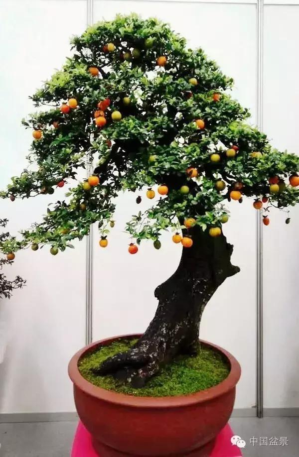 盆景制作与市场,盆景行业的内幕