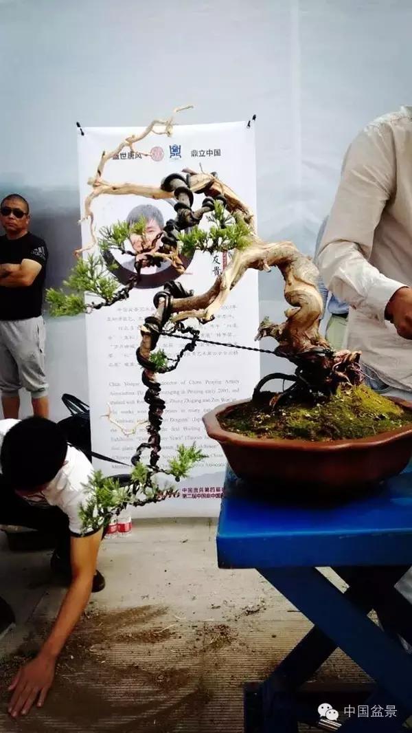 盆景制作与市场,盆景行业的内幕